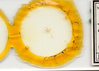 slide view of adult Toxonprucha volucris