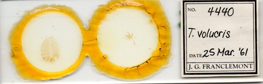 slide view of adult Toxonprucha volucris