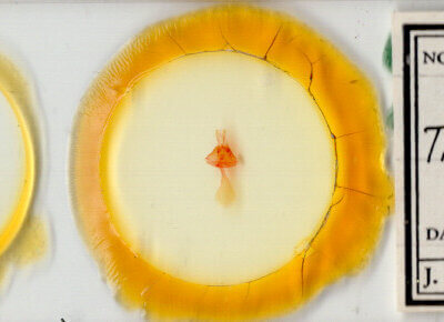 slide view of adult Toxonprucha volucris