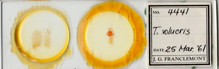 slide view of adult Toxonprucha volucris