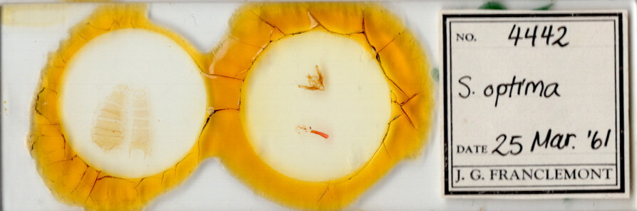 slide view of adult Hypotrix optima