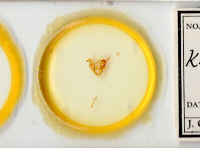 slide view of adult Kakopoda progenies