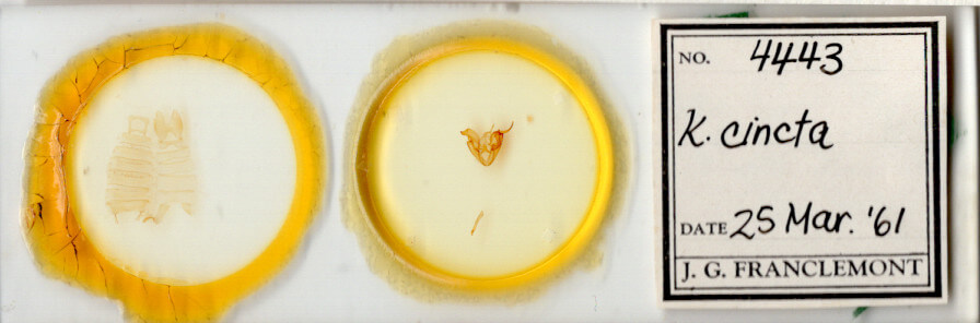 slide view of adult Kakopoda progenies