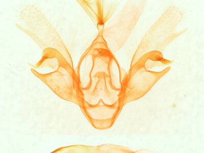 genitalia view of adult Nychioptera accola