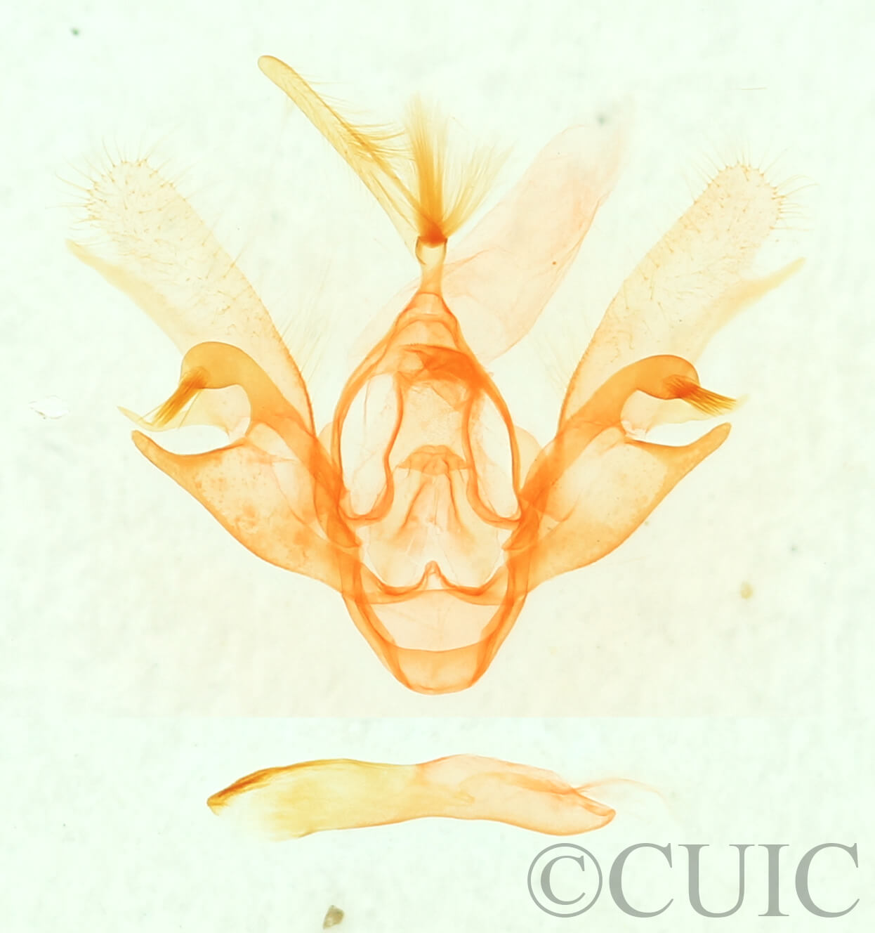 genitalia view of adult Nychioptera accola