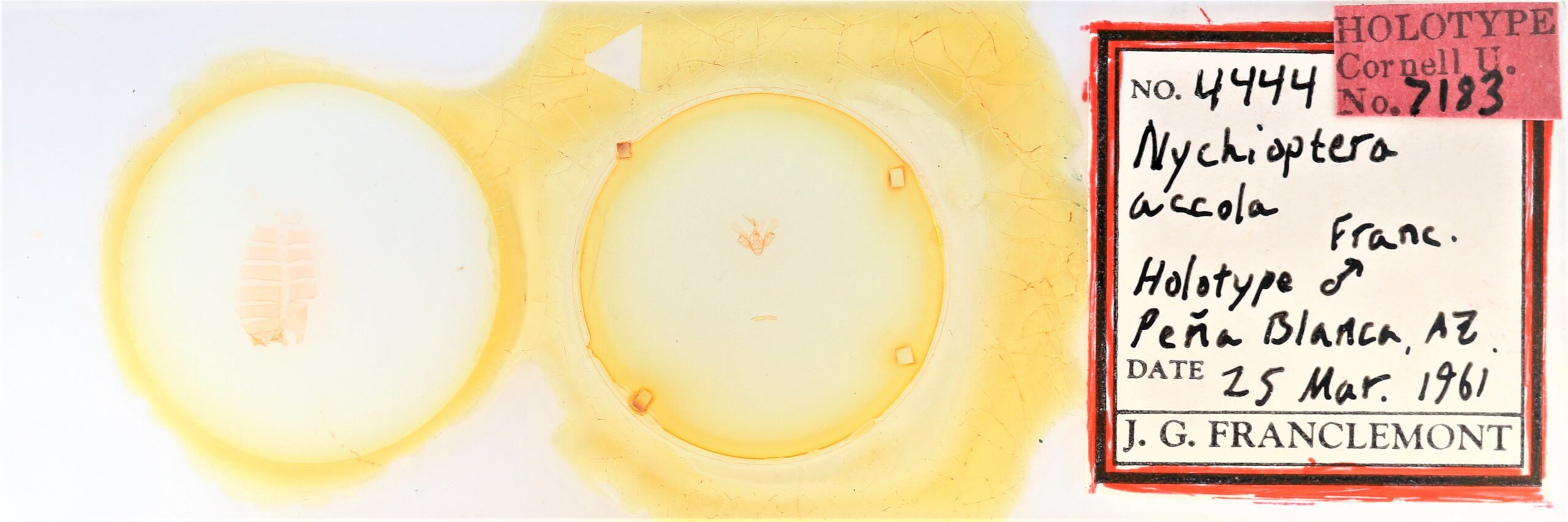 slide view of adult Nychioptera accola