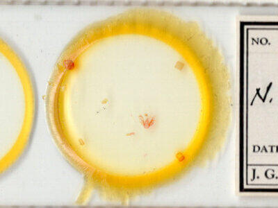 slide view of adult Nychioptera noctuidalis