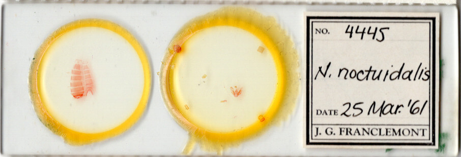 slide view of adult Nychioptera noctuidalis