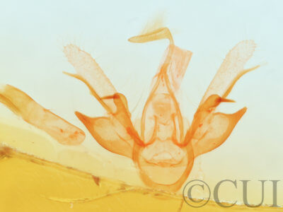 genitalia view of adult Nychioptera  opada