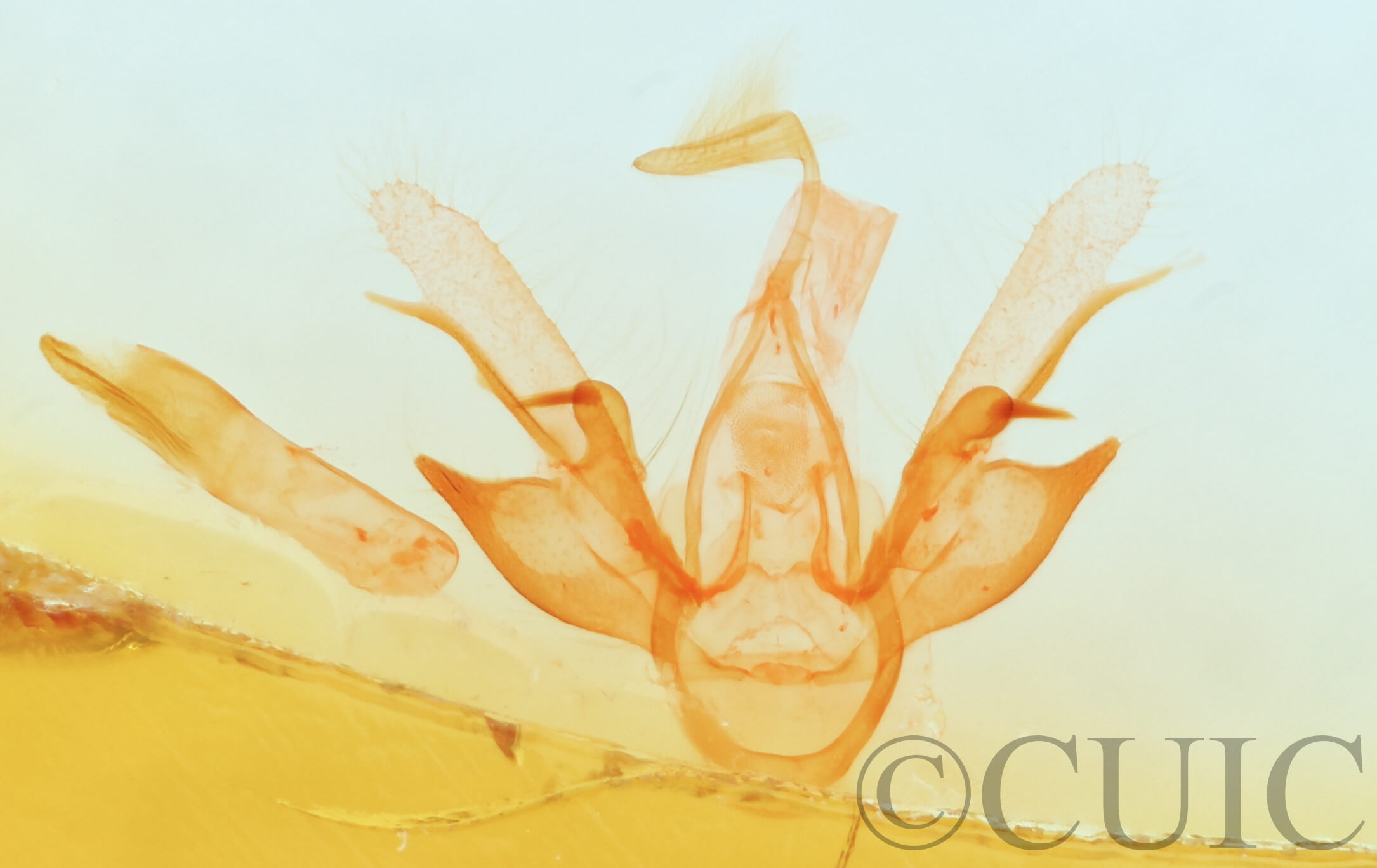 genitalia view of adult Nychioptera  opada