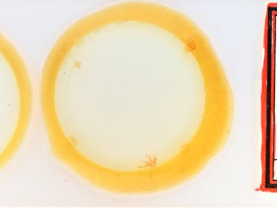 slide view of adult Nychioptera  opada