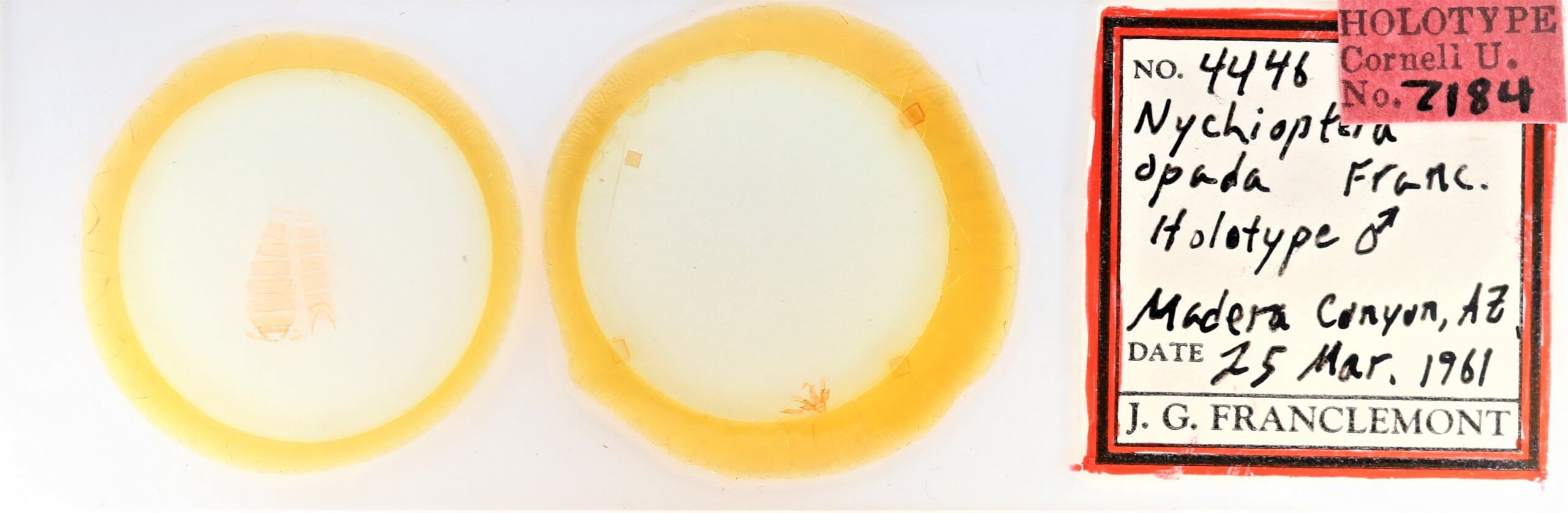 slide view of adult Nychioptera  opada