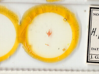 slide view of adult Hemeroplanis punitalis