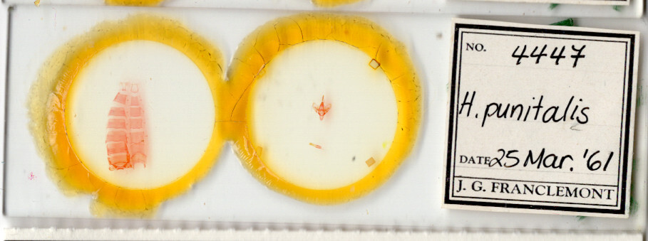 slide view of adult Hemeroplanis punitalis