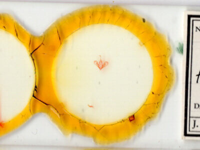 slide view of adult Hemeroplanis parallela