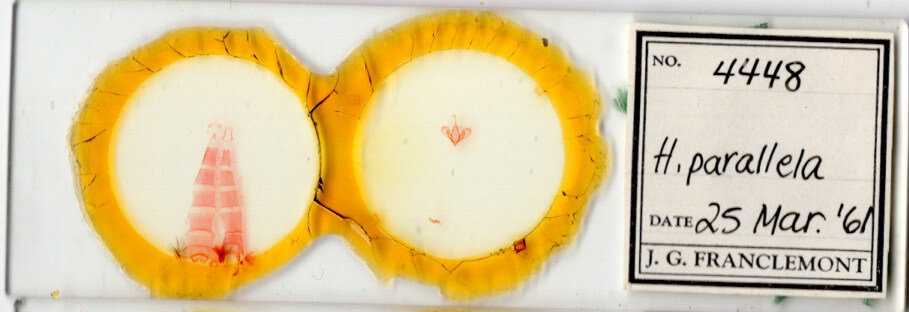 slide view of adult Hemeroplanis parallela