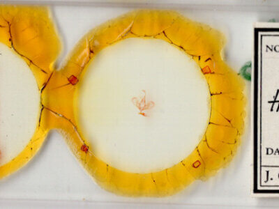 slide view of adult Hemeroplanis incusalis