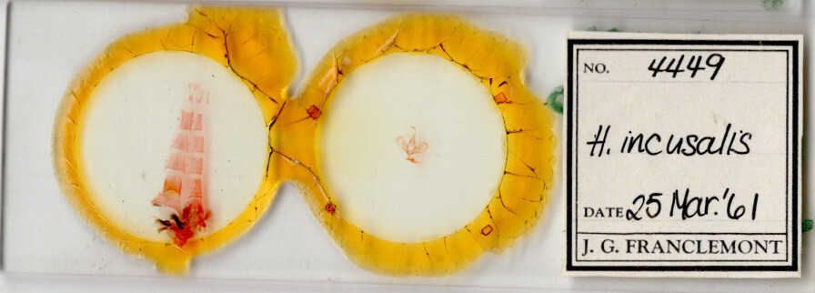 slide view of adult Hemeroplanis incusalis