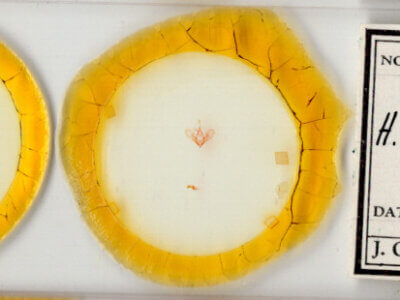 slide view of adult Hemeroplanis historialis