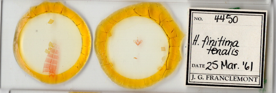 slide view of adult Hemeroplanis historialis