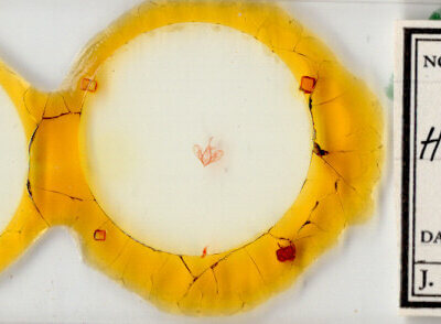 slide view of adult Hemeroplanis historialis