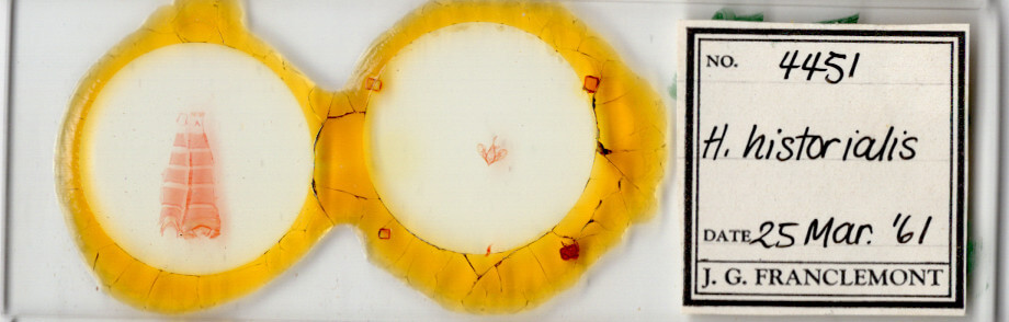 slide view of adult Hemeroplanis historialis