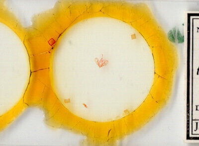 slide view of adult Hemeroplanis historialis