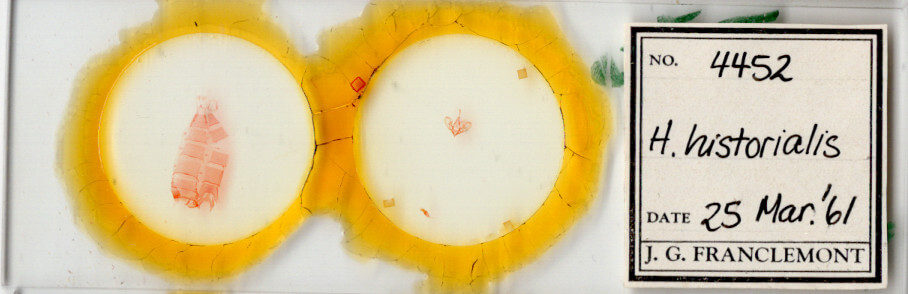 slide view of adult Hemeroplanis historialis