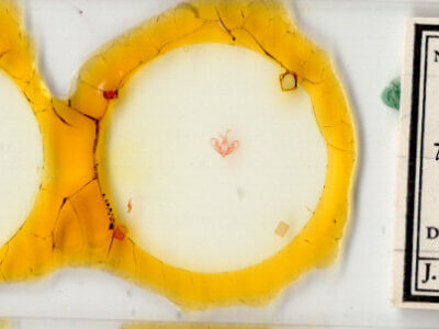 slide view of adult Hemeroplanis historialis