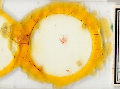 slide view of adult Hemeroplanis historialis