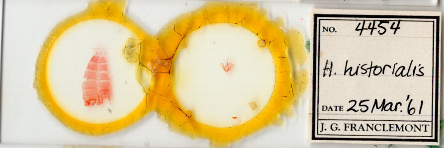 slide view of adult Hemeroplanis historialis