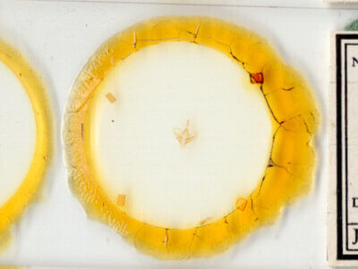 slide view of adult Hemeroplanis punitalis