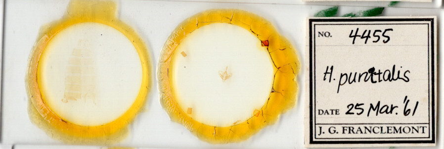 slide view of adult Hemeroplanis punitalis