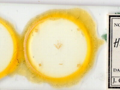 slide view of adult Hemeroplanis parallela