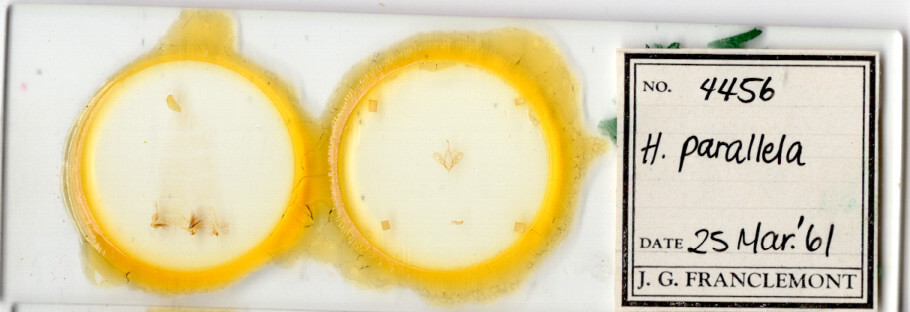 slide view of adult Hemeroplanis parallela