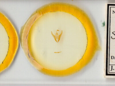 slide view of adult Scolecocampa liburna