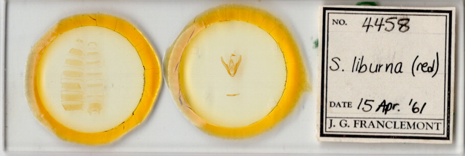 slide view of adult Scolecocampa liburna