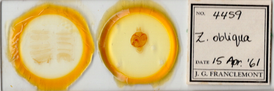 slide view of adult Zale obliqua