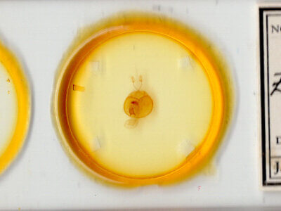 slide view of adult Zale bethunei