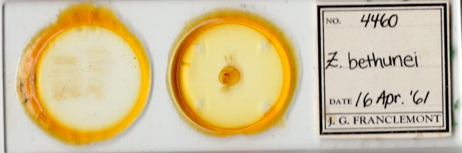 slide view of adult Zale bethunei