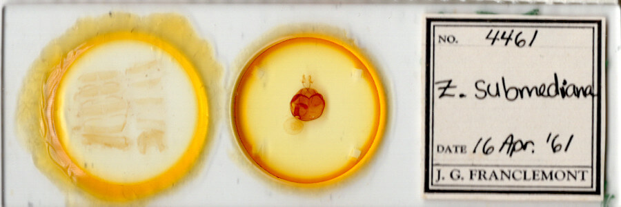 slide view of adult Zale submediana