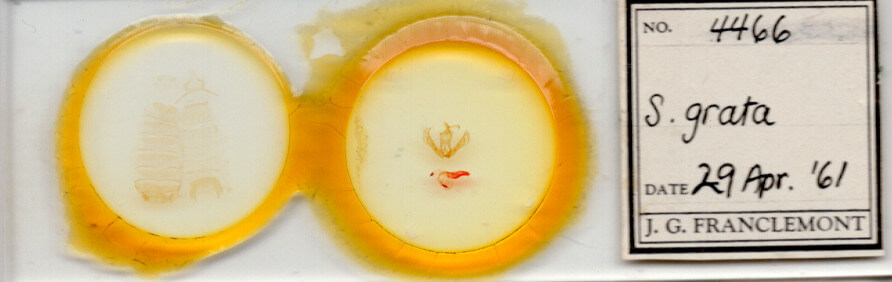 slide view of adult Sosxetra grata