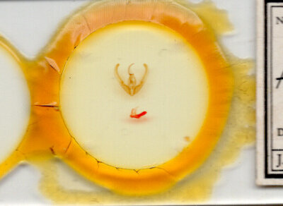 slide view of adult Elaphria villicosta