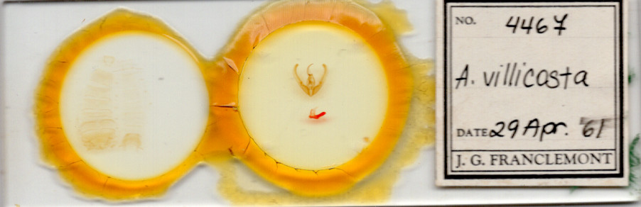 slide view of adult Elaphria villicosta