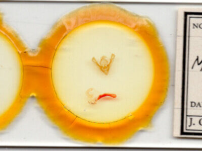 slide view of adult Mimobarathra antonito