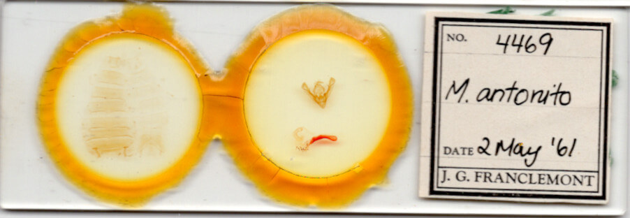 slide view of adult Mimobarathra antonito