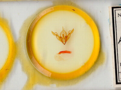 slide view of adult Lithophane  tarda