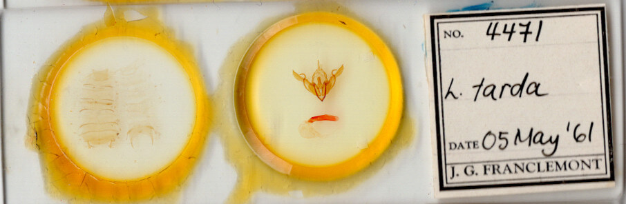 slide view of adult Lithophane  tarda