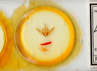 slide view of adult Lithophane dilatocula