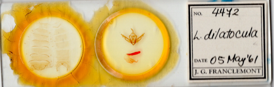 slide view of adult Lithophane dilatocula